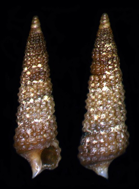 Cerithiopsis scalaris?